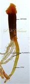  Stamens